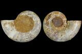Cut & Polished, Agatized Ammonite Fossil (Pair)- Jurassic #110779-1